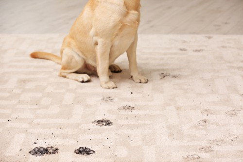 Preventing Carpet Damage